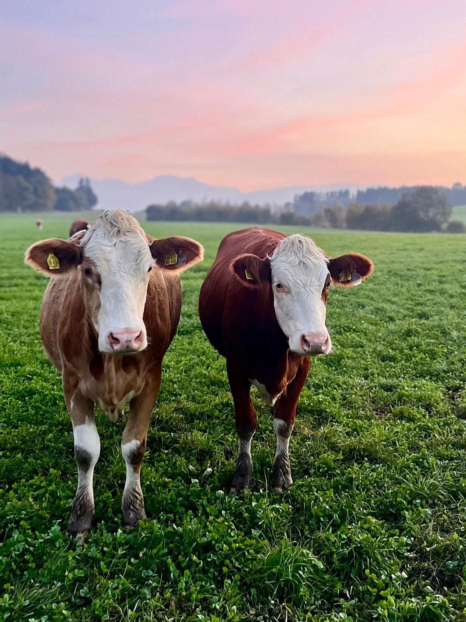 Esingerhof Farm stay Laufen